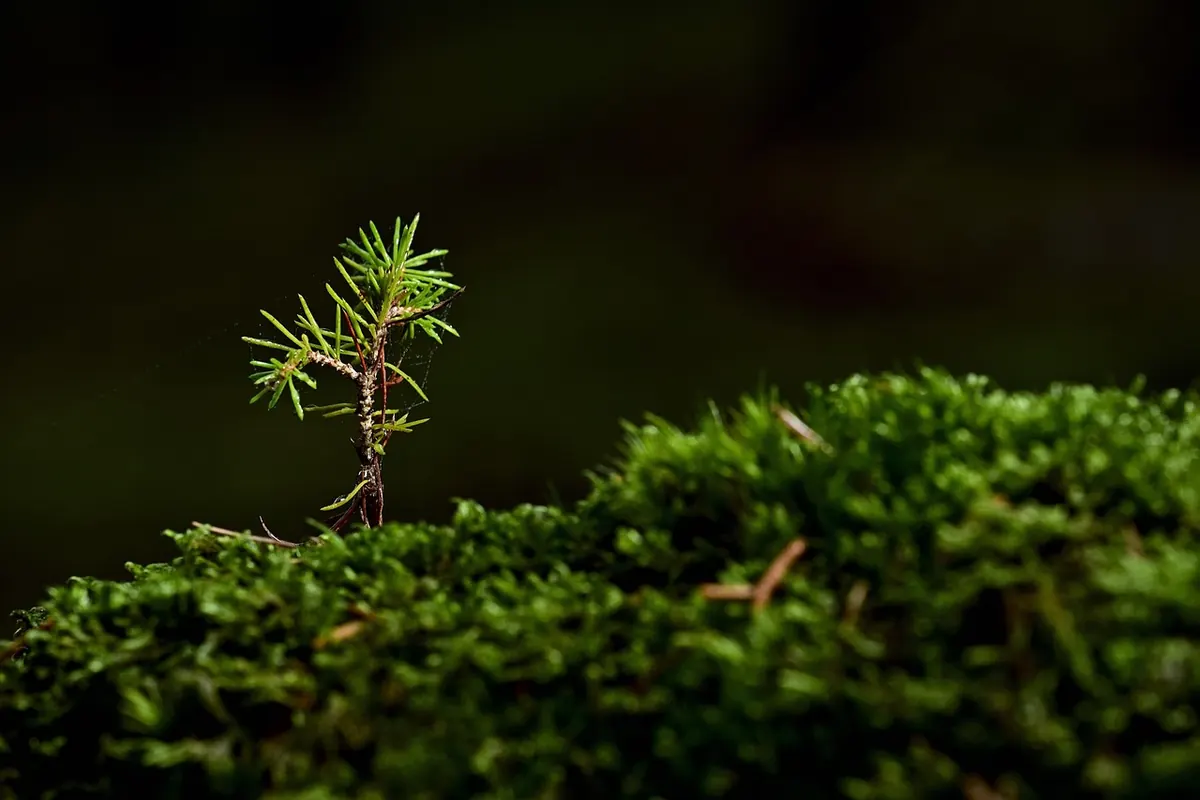 Common Mistakes When Planting Elm Trees and How to Avoid Them