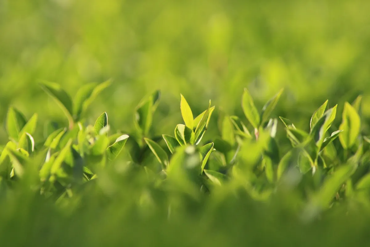 Creating a Disease-Resistant Elm Hedge: A Landscaping Guide