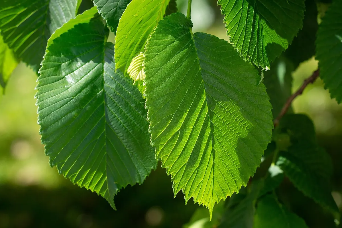 Dutch Elm Disease: Symptoms, Spread and What to Do in the UK
