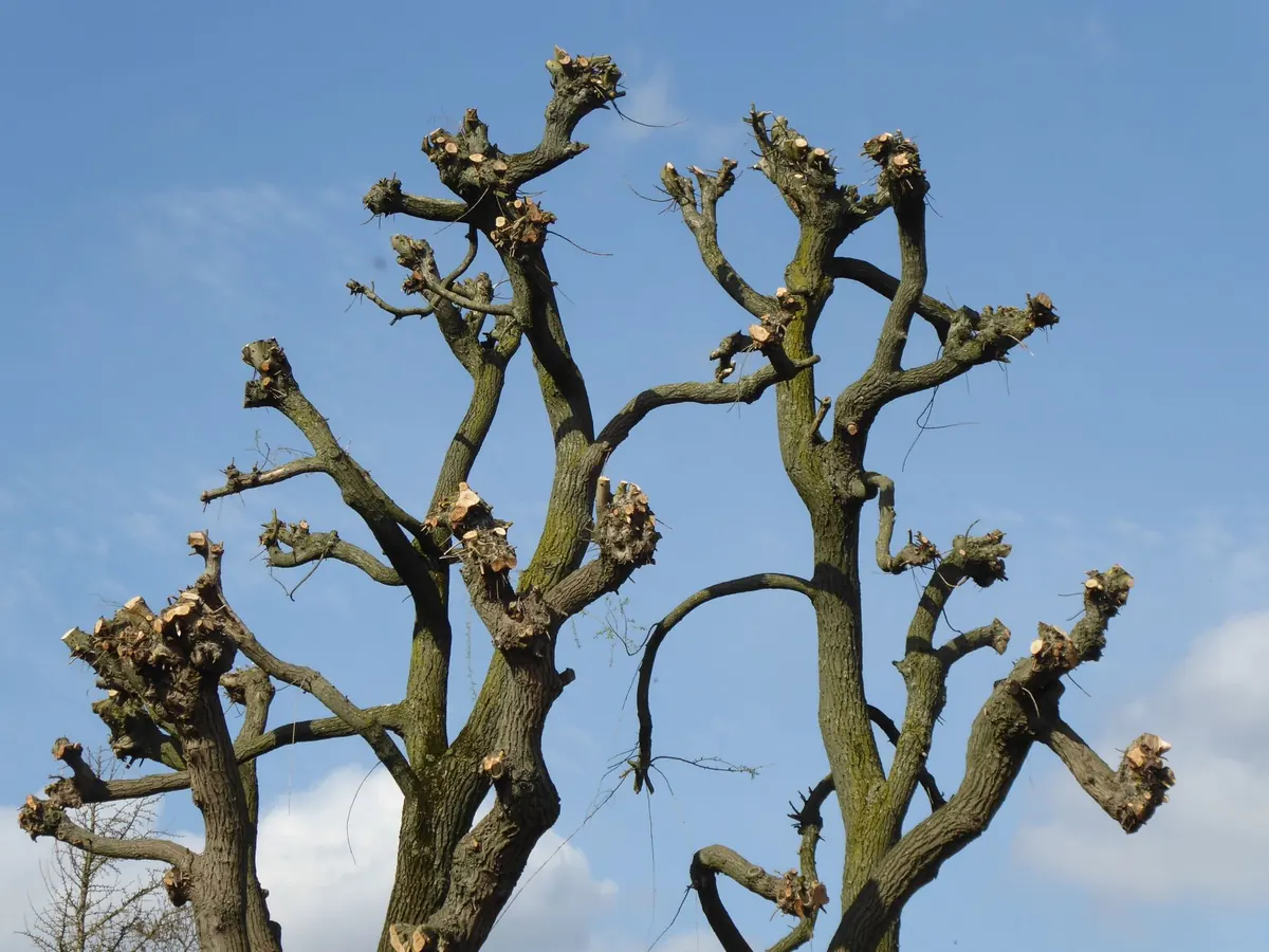 How to Prune an Elm Tree Safely: A Step-by-Step UK Guide